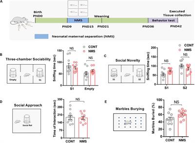 Involvement of Oxytocin Receptor/Erk/MAPK Signaling in the mPFC in Early Life Stress-Induced Autistic-Like Behaviors